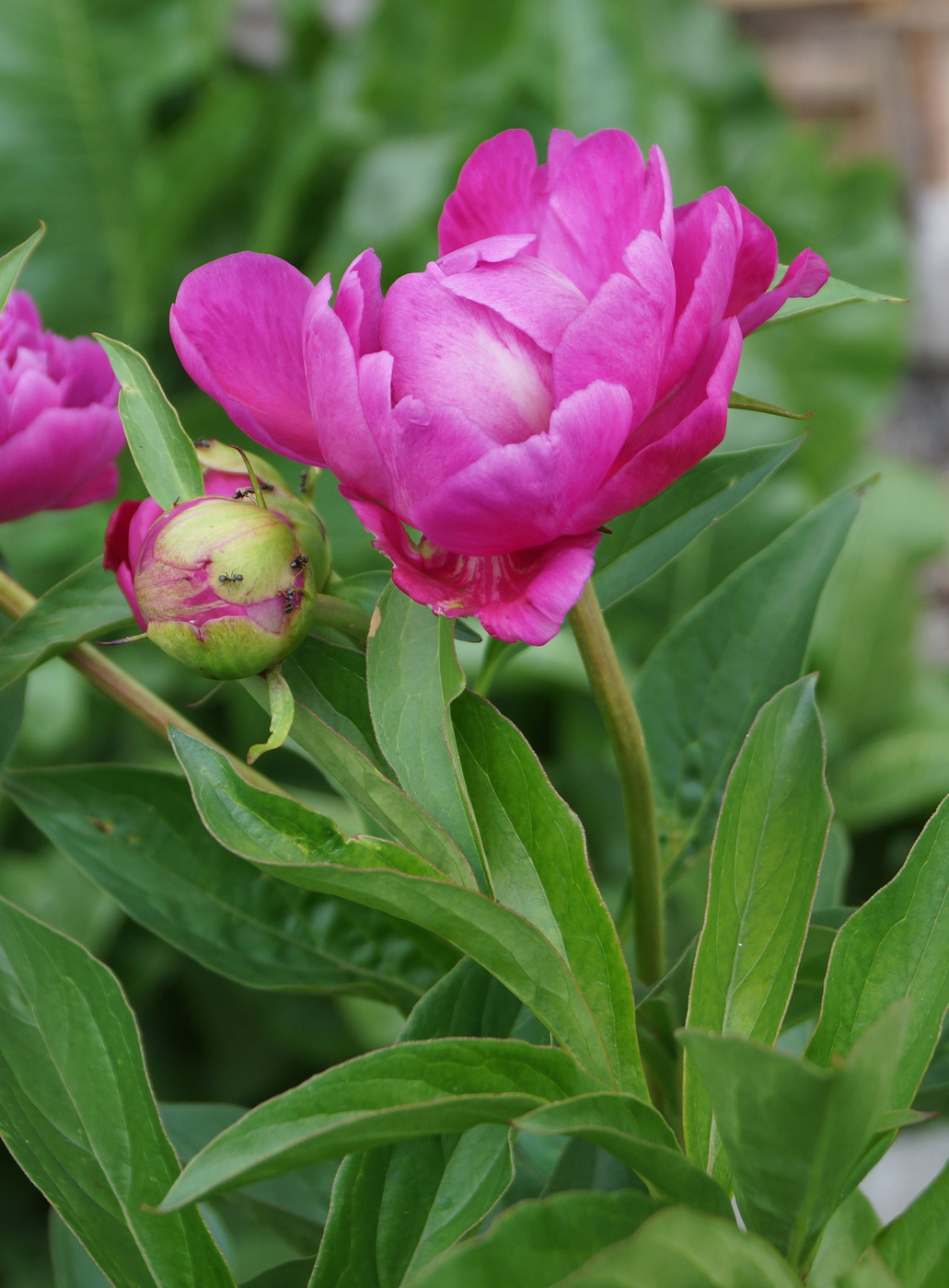 Изображение особи Paeonia lactiflora.