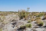 Phragmites australis. Плодоносящие растения. Узбекистан, Ферганская обл., пески Язъяван. 02.10.2010.
