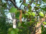 Betula platyphylla. Часть взрослого дерева. Хабаровск, Ульяновская, 60, в культуре. 23.05.2010.
