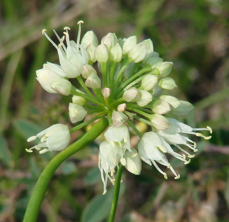 Image of Allium stellerianum specimen.