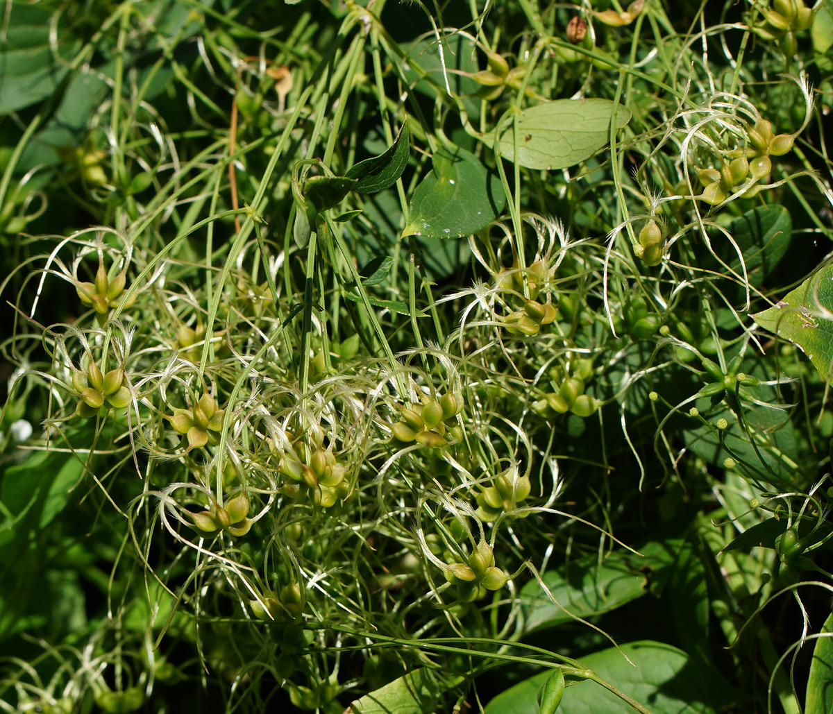 Image of Clematis mandshurica specimen.