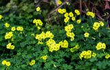 Oxalis pes-caprae. Цветущие растения. Израиль, г. Бат-Ям. 20.02.2018.