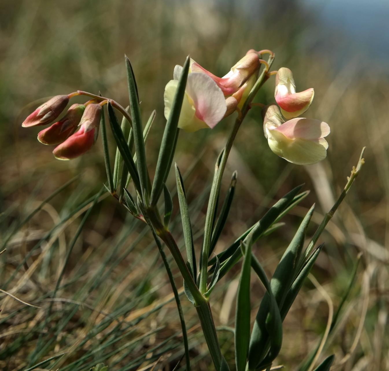 Image of Lathyrus lacaitae specimen.