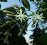 Gymnocladus dioicus. Бутоны и цветки. Крым, Севастополь, в культуре. 24.05.2018.