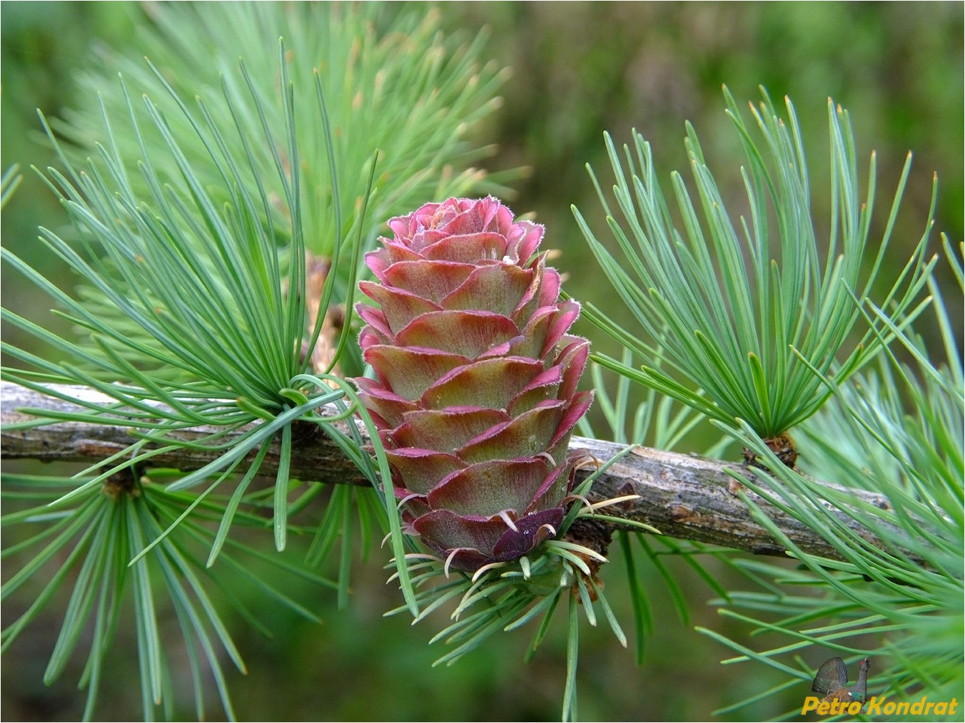 Image of Larix kaempferi specimen.