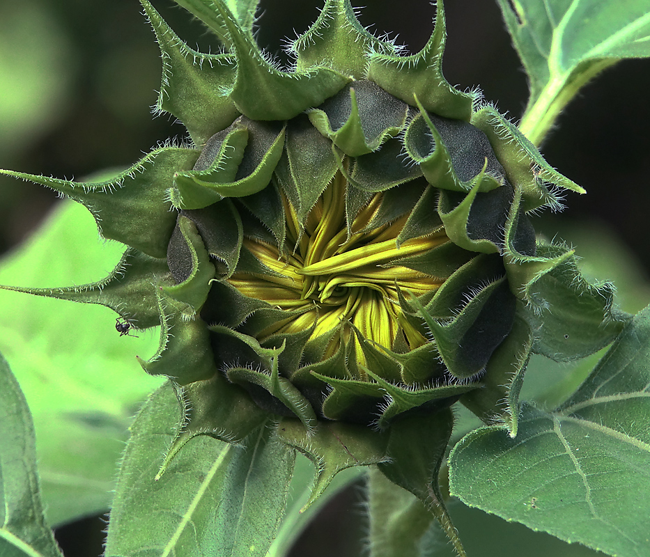 Image of Helianthus annuus specimen.