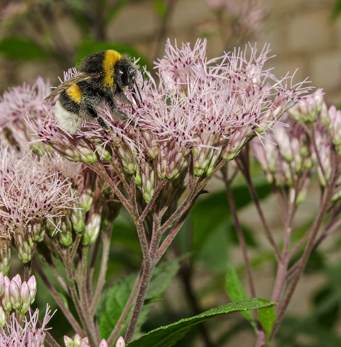 Изображение особи Eupatorium maculatum.