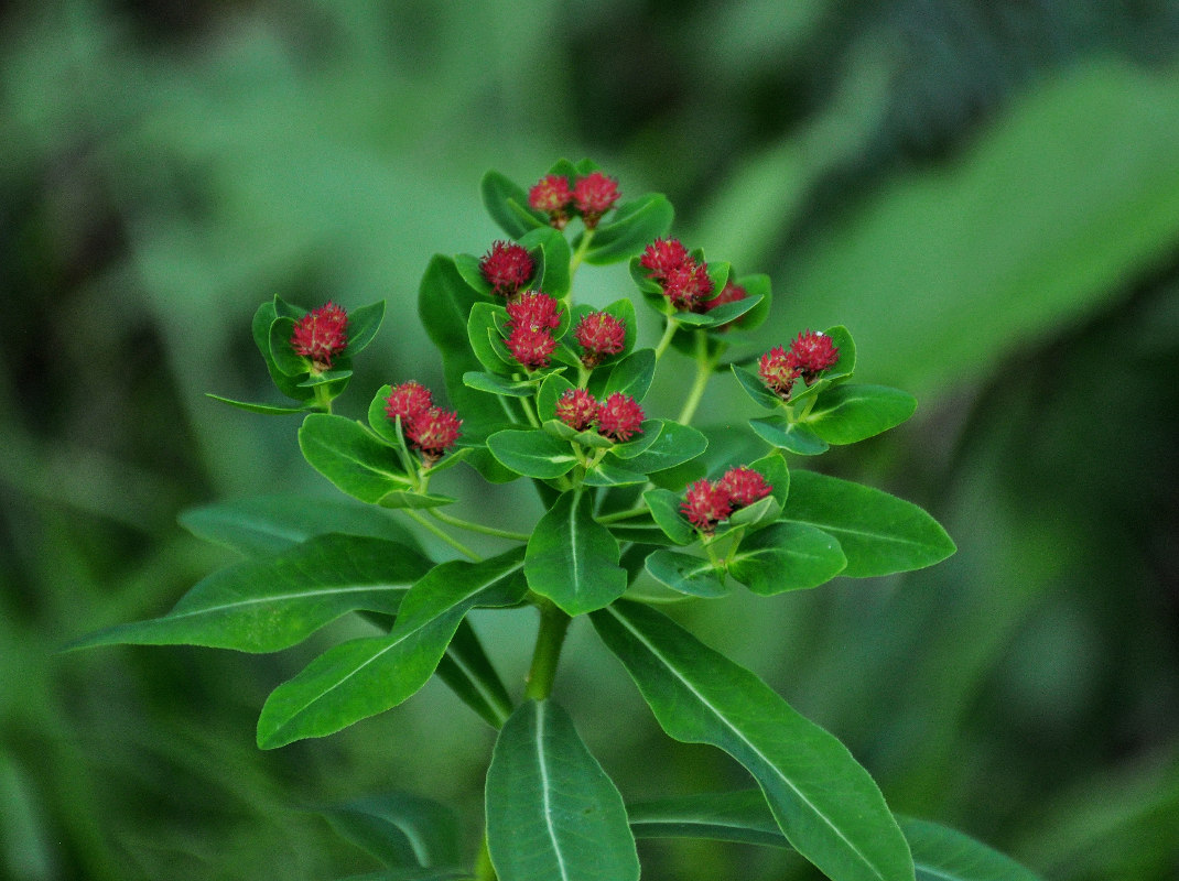 Изображение особи Euphorbia pilosa.