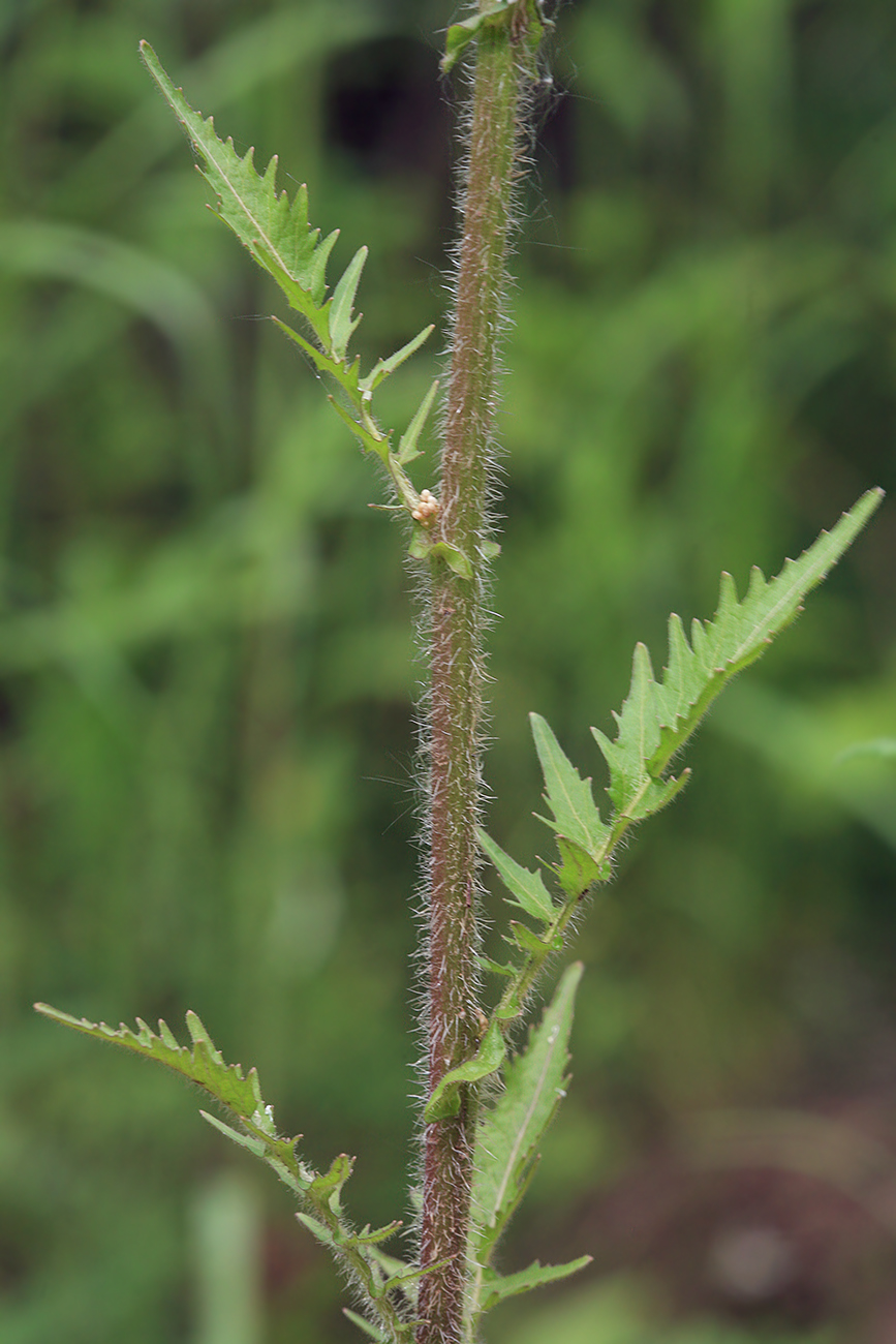 Image of Rorippa hispida specimen.