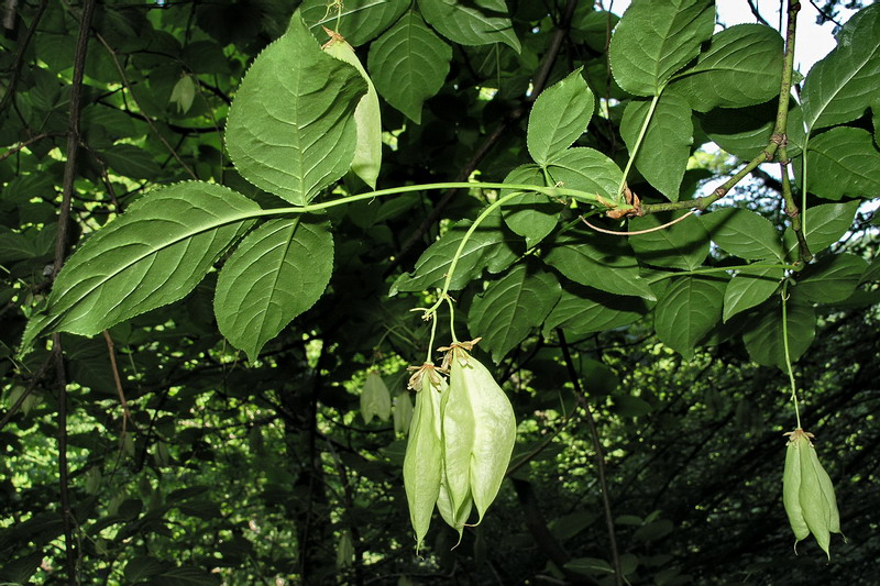 Изображение особи Staphylea colchica.