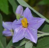 Solanum incanum