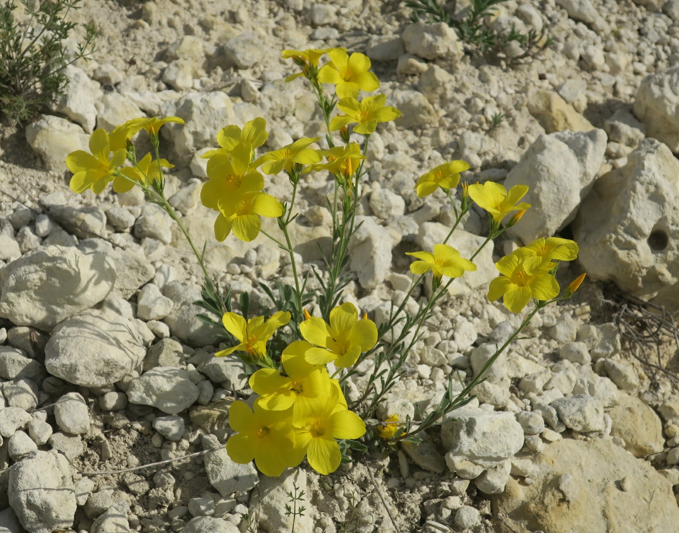 Image of Linum czernjajevii specimen.