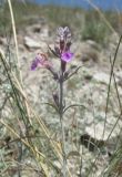 Teucrium canum