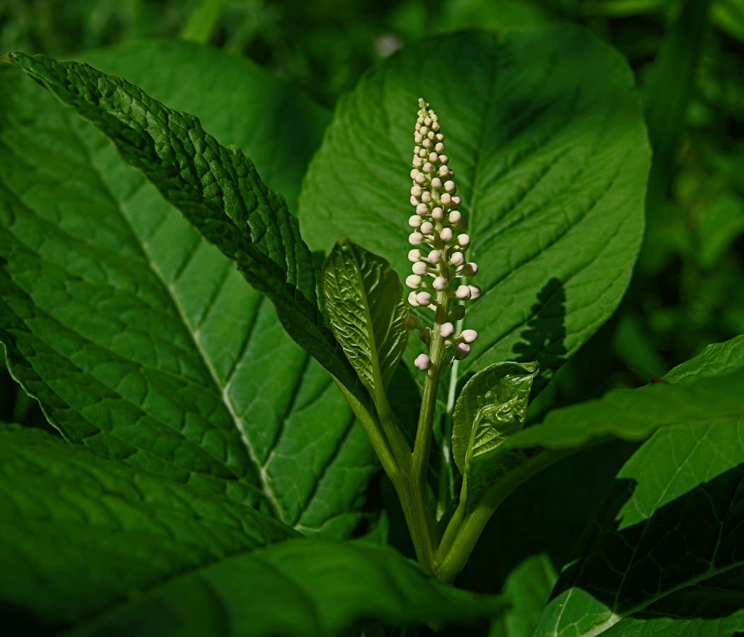 Изображение особи Phytolacca acinosa.