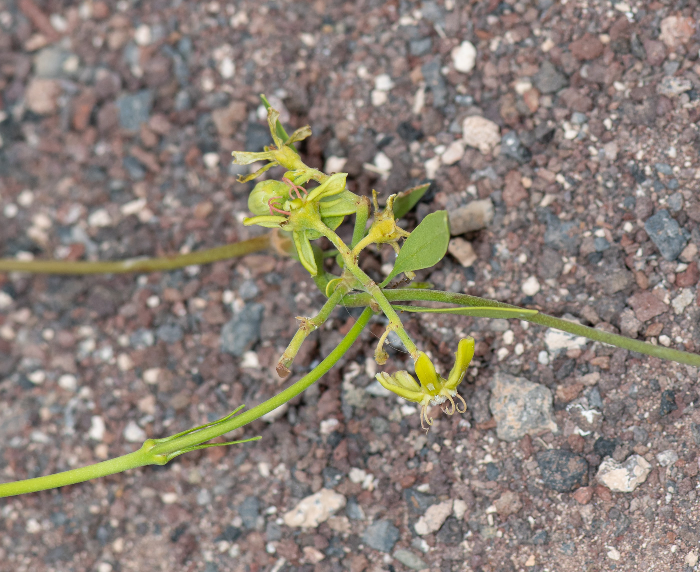 Image of Periploca laevigata specimen.