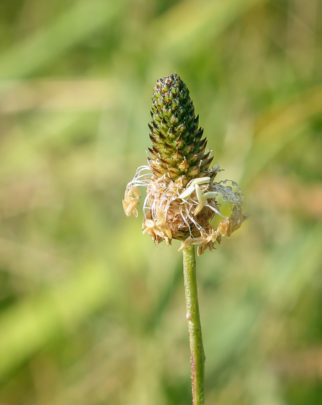 Image of Plantago lanceolata specimen.