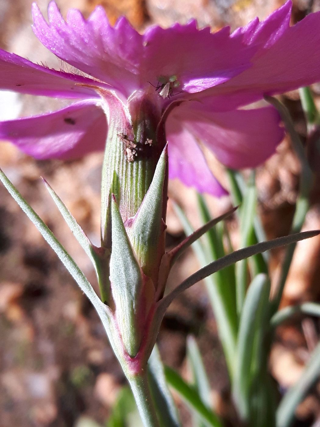 Изображение особи Dianthus versicolor.