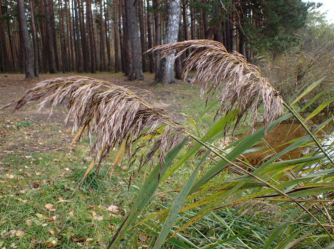 Image of Phragmites australis specimen.