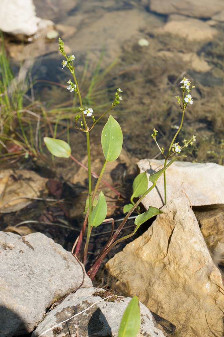 Изображение особи Alisma plantago-aquatica.