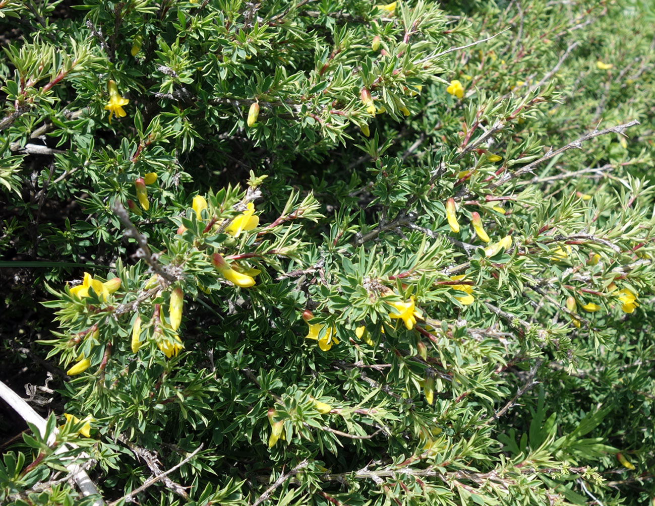 Image of Caragana aurantiaca specimen.