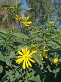 Helianthus tuberosus. Верхушки цветущих растений. Тверская обл., г. Тверь, Заволжский р-н, около трамвайного депо, луговина. 31 августа 2019 г.