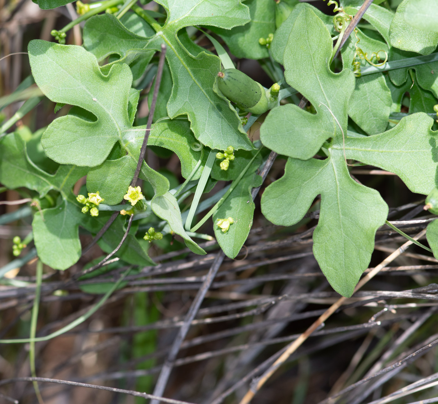 Image of Corallocarpus welwitschii specimen.