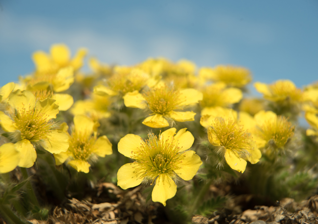 Изображение особи Novosieversia glacialis.