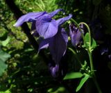 Aquilegia glandulosa × A. vulgaris