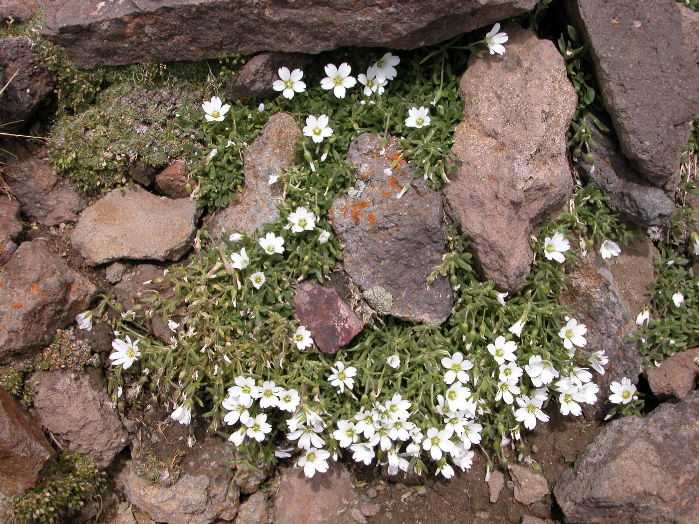 Image of Cerastium pseudokasbek specimen.