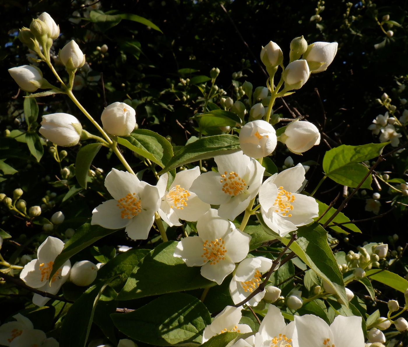 Image of Philadelphus pubescens specimen.