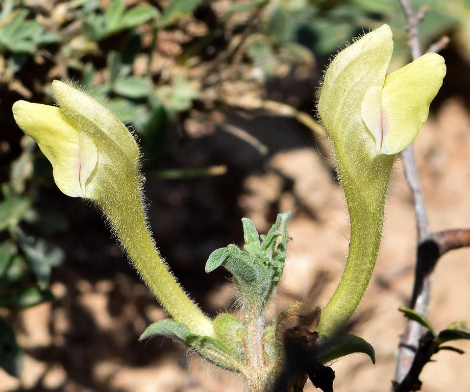 Image of Scutellaria adenostegia specimen.