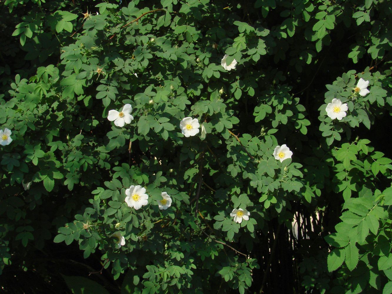 Image of genus Rosa specimen.