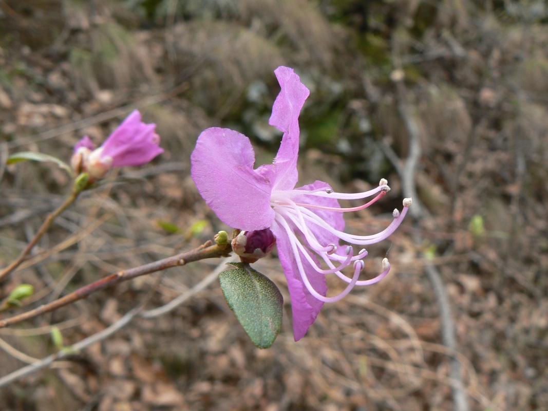 Image of Rhododendron dauricum specimen.