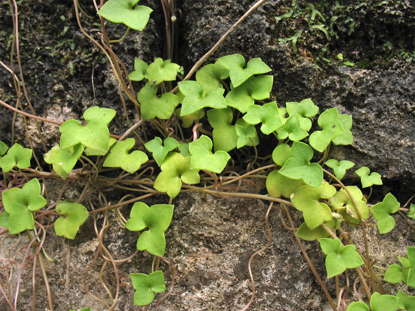 Image of Cymbalaria longipes specimen.