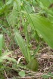 Ophrys insectifera. Листья и основание стебля. Ленинградская обл., Гатчинский р-н, окр. пос. Пудость, разреженный травяной ельник на месте старого травертинового карьера. 13.06.2021.