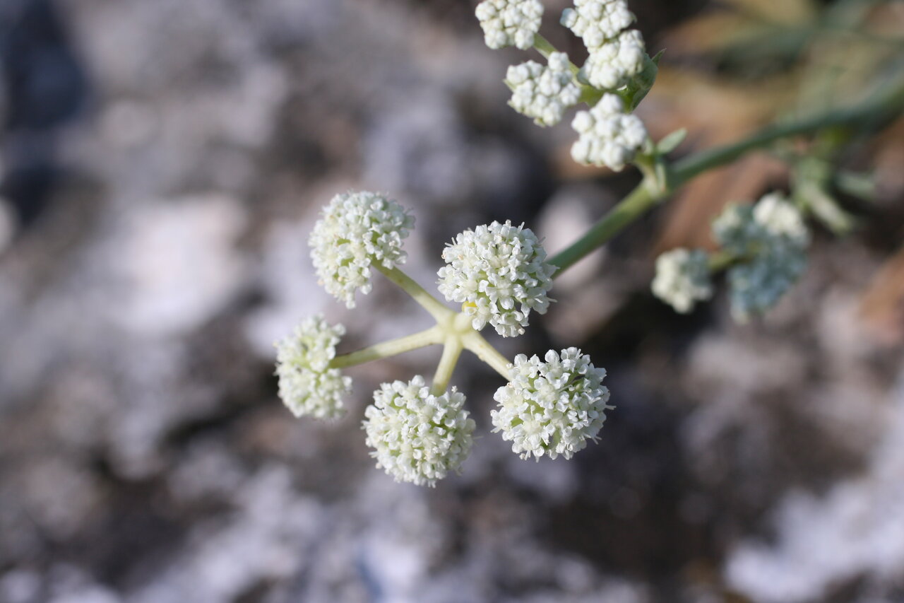 Image of Seseli besserianum specimen.