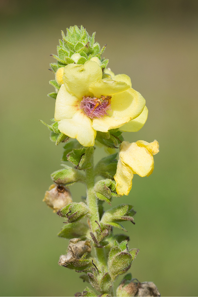 Image of Verbascum pyramidatum specimen.