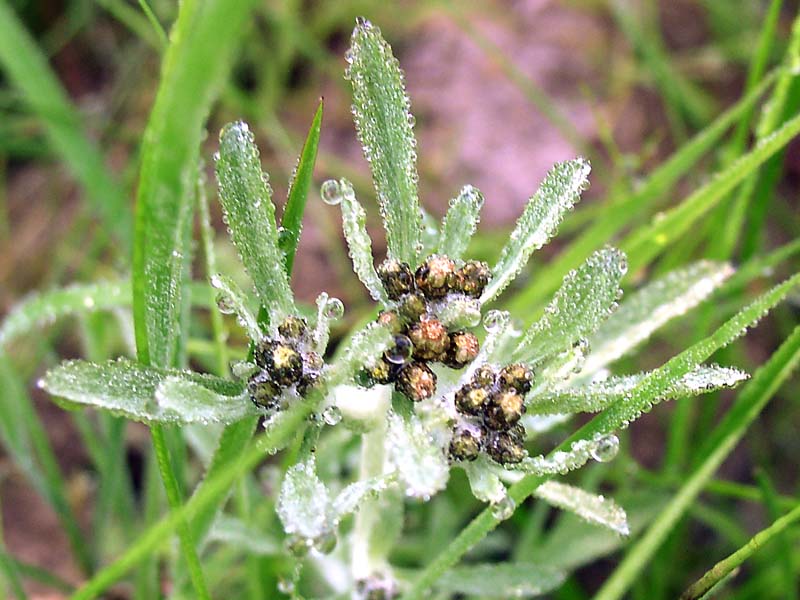 Image of Gnaphalium uliginosum specimen.