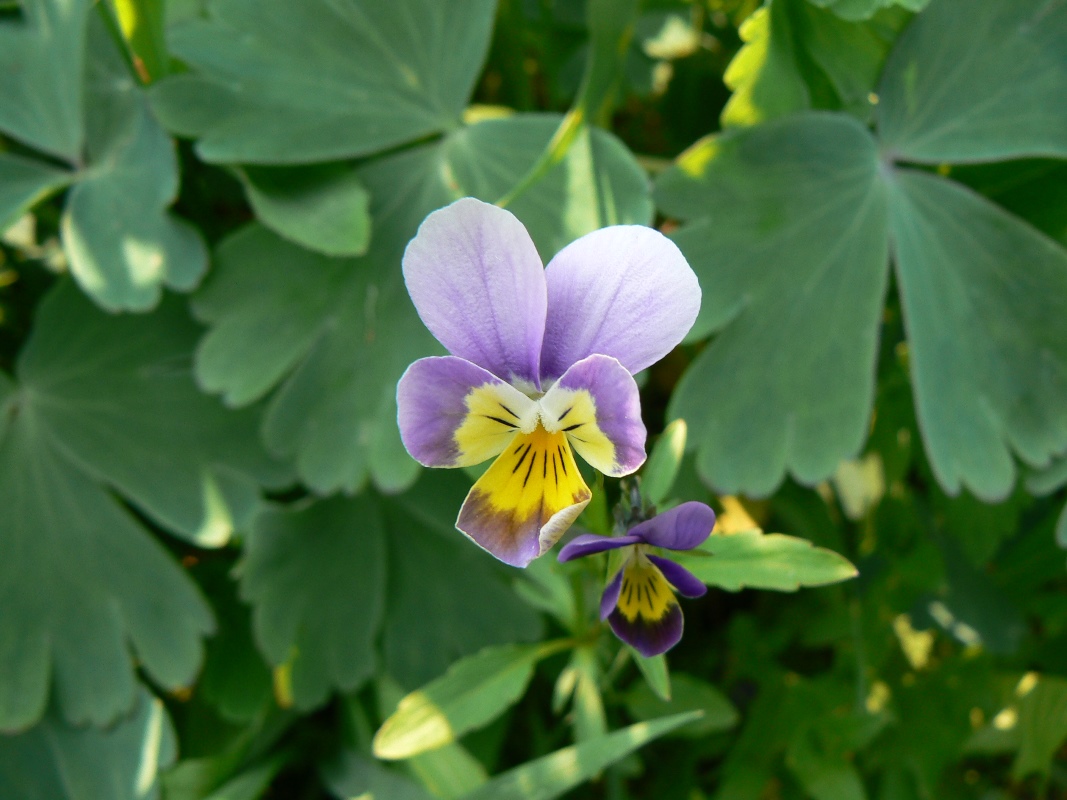 Image of Viola wittrockiana specimen.