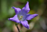 Campanula ciliata. Цветок. Республика Северная Осетия-Алания, Алагирский р-н, Большой Кавказ, левый берег реки Садон, ≈ 2650 м н.у.м., поросшая осыпь. 03.07.2021.