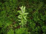 Lysimachia vulgaris