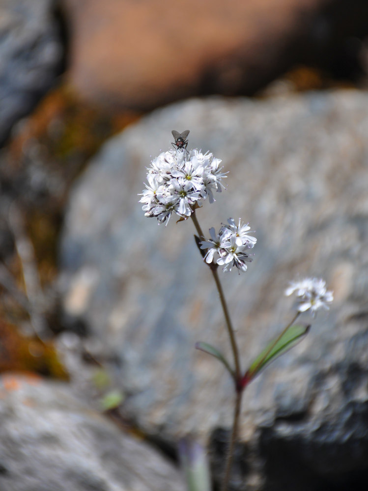 Изображение особи Gypsophila cephalotes.