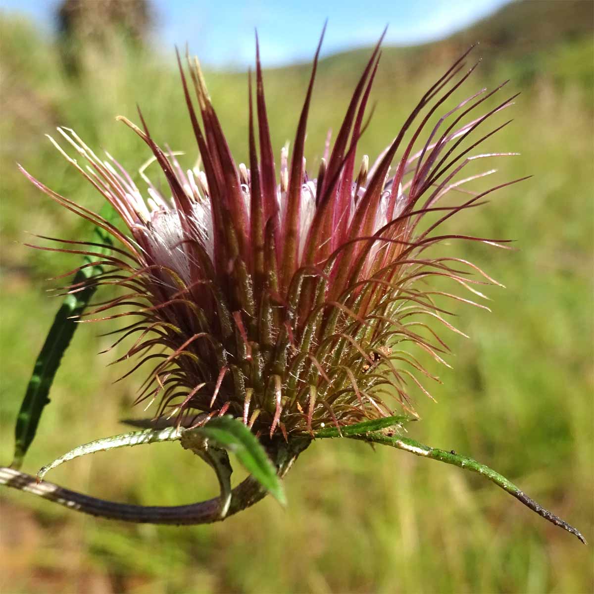 Image of Dicoma anomala specimen.