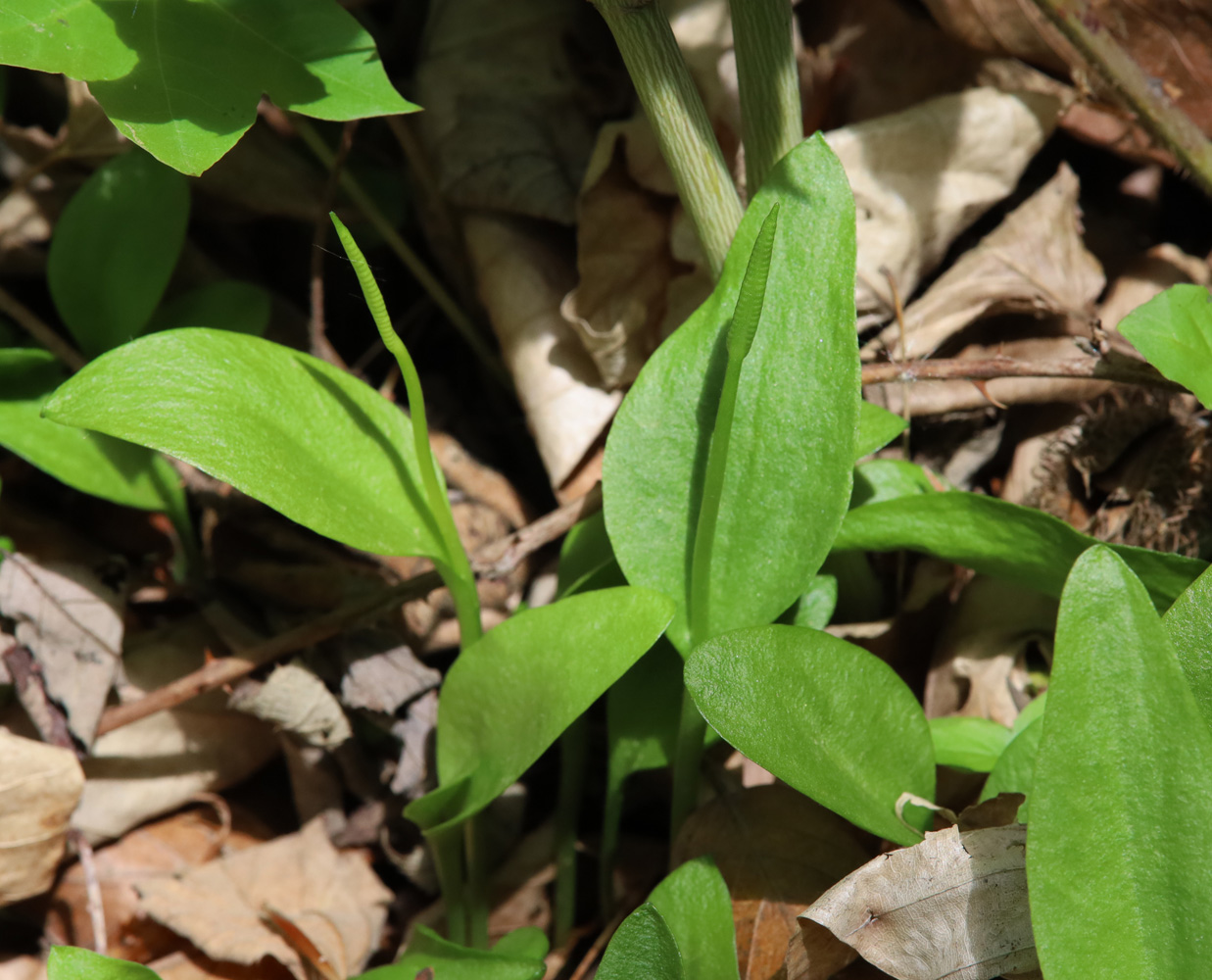 Изображение особи Ophioglossum vulgatum.