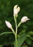 Cephalanthera damasonium. Соцветие. Дагестан, Магарамкентский р-н, окр. с. Хтун-Казмаляр, Самурский лес. 7 мая 2022 г.