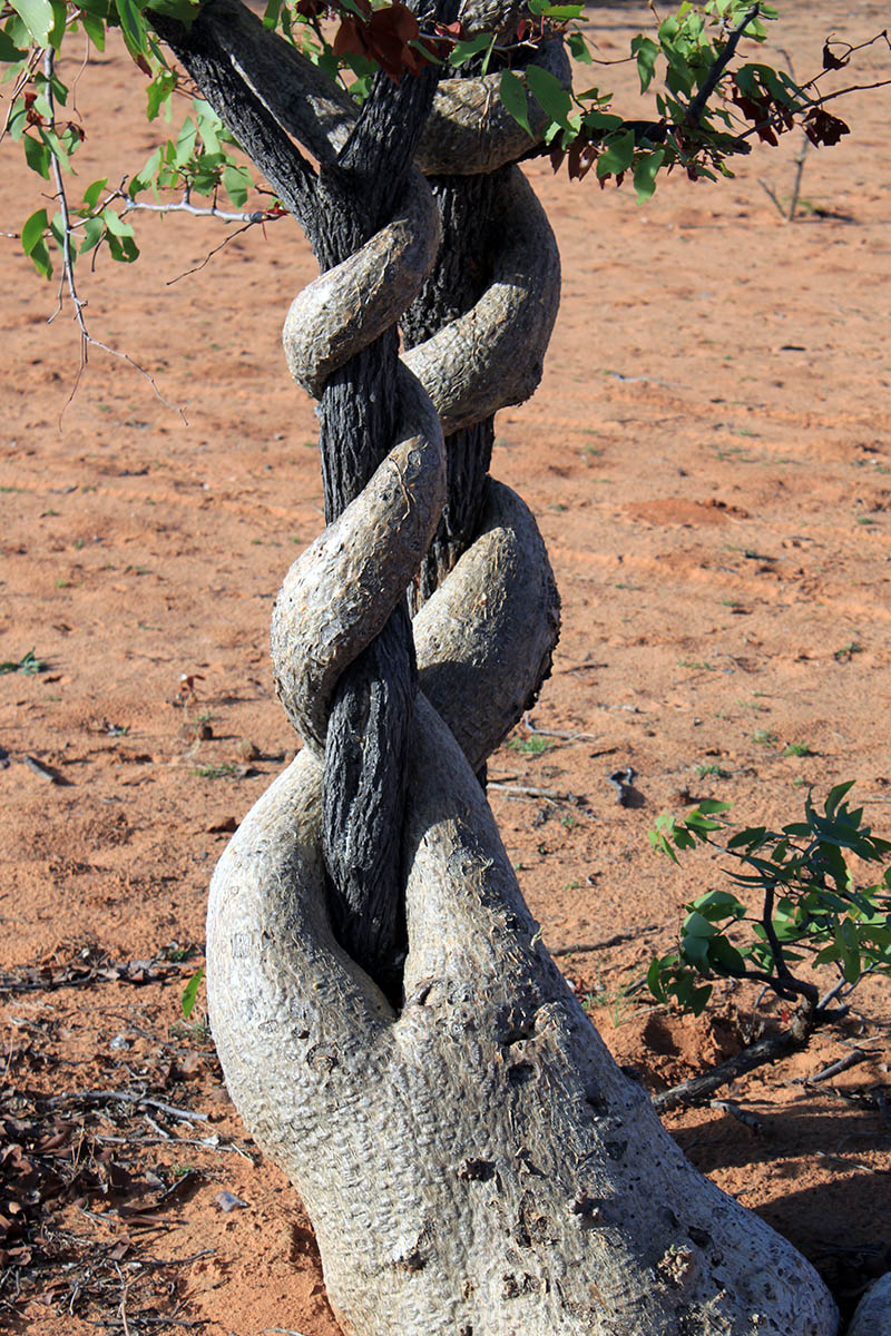 Image of Fockea multiflora specimen.