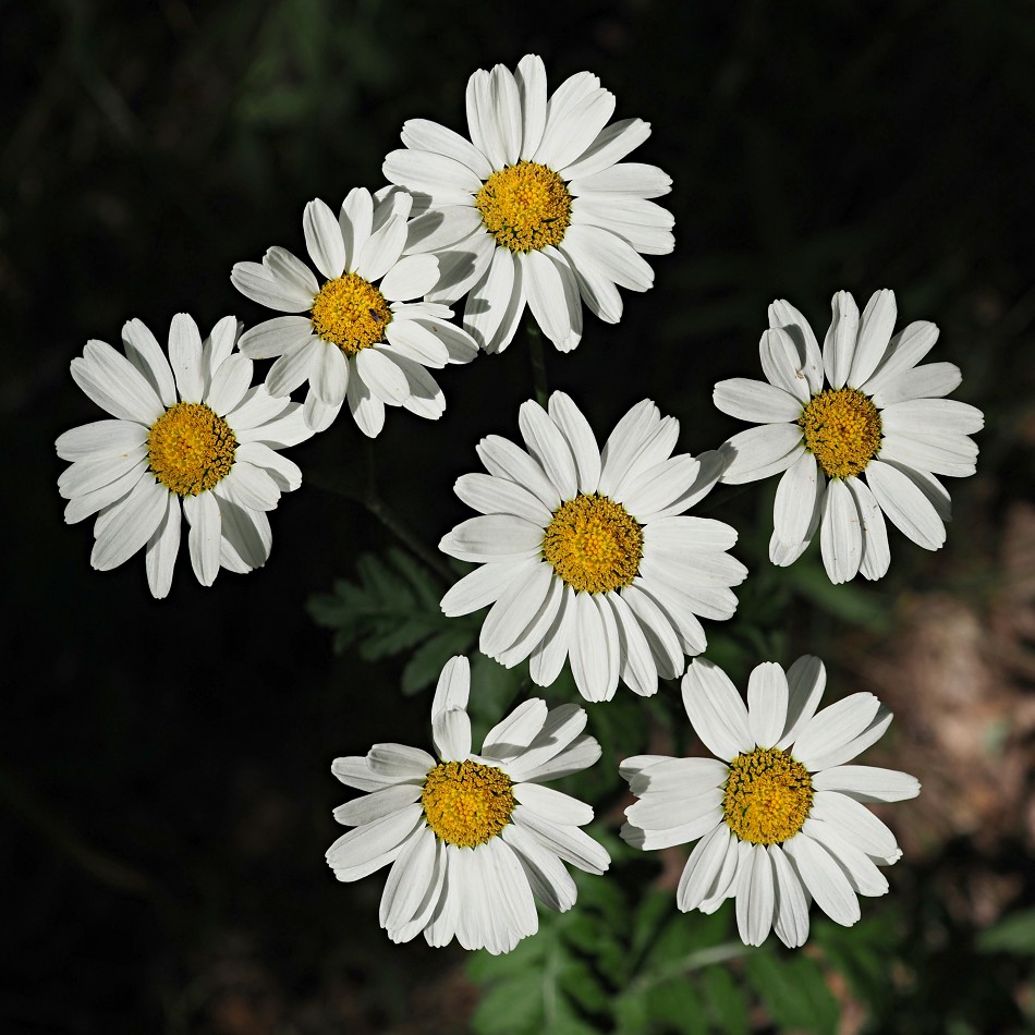 Image of Pyrethrum corymbosum specimen.