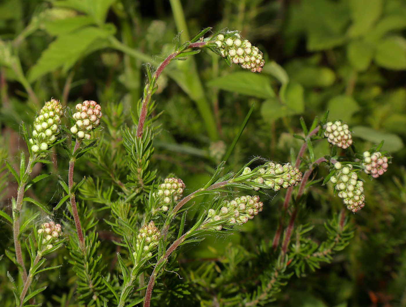 Изображение особи Bruckenthalia spiculifolia.