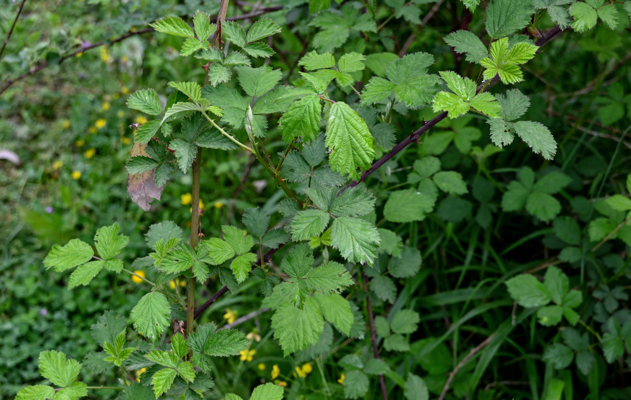 Изображение особи Rubus sanctus.