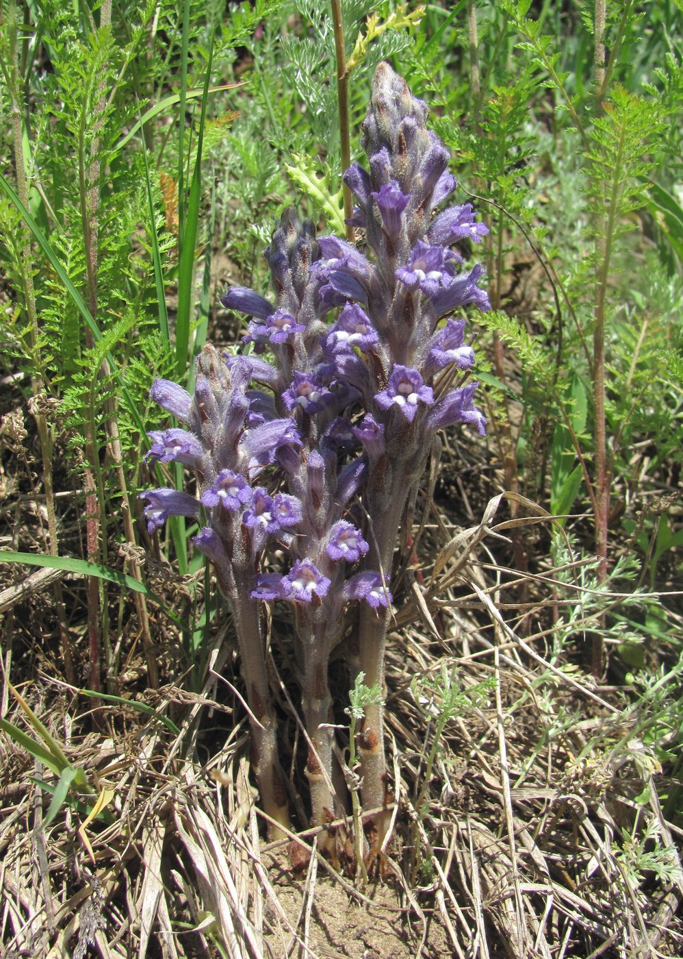 Image of Phelipanche caesia specimen.